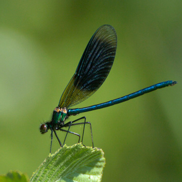 Banded Demoiselle