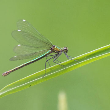 Gebänderte Prachtlibelle