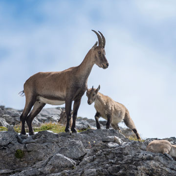 Capra ibex