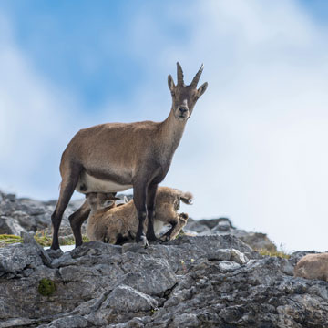 Capra ibex