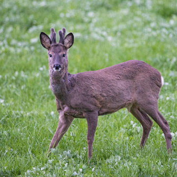 Roe Deer