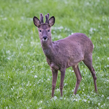 Roe Deer