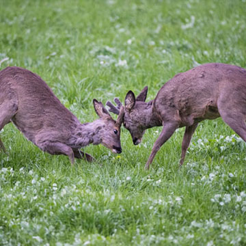 Roe Deer