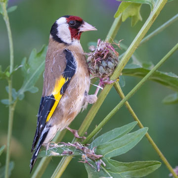 European Goldfinch