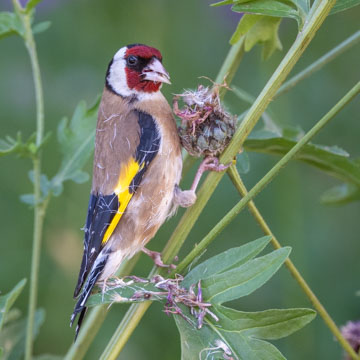 European Goldfinch