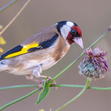European Goldfinch