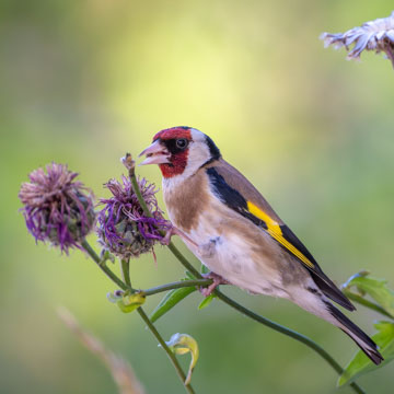 European Goldfinch