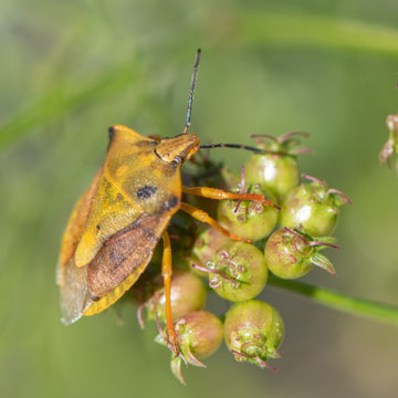 Carpocoris purpureipennis