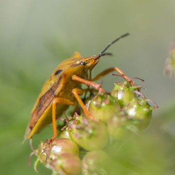 Carpocoris purpureipennis