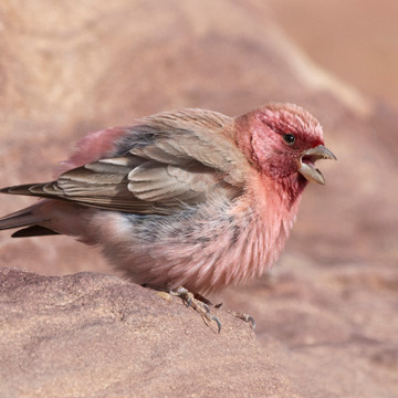 Sinai Rosefinch