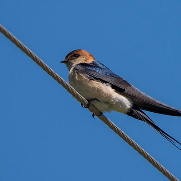 European Red-rumped Swallow