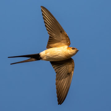 European Red-rumped Swallow