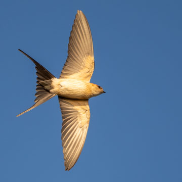 European Red-rumped Swallow