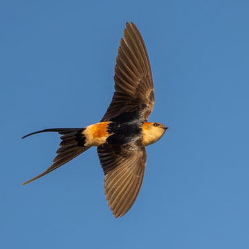 European Red-rumped Swallow