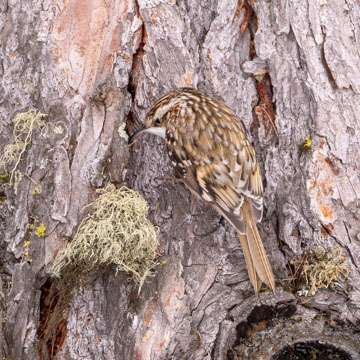Eurasian Treecreeper