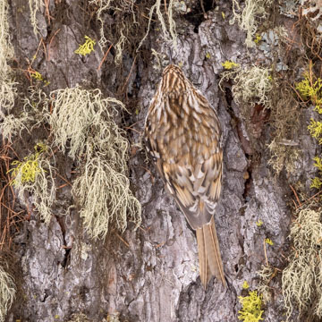 Eurasian Treecreeper