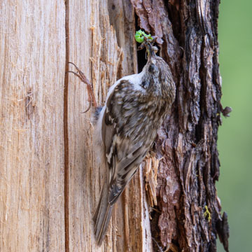 Eurasian Treecreeper