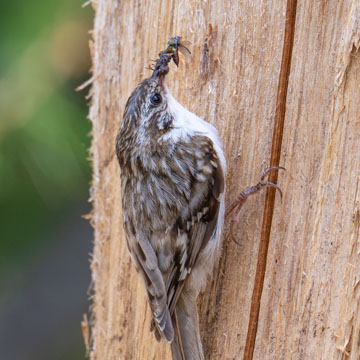 Eurasian Treecreeper