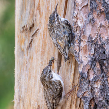 Eurasian Treecreeper