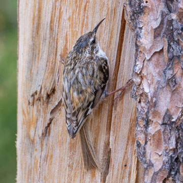 Eurasian Treecreeper