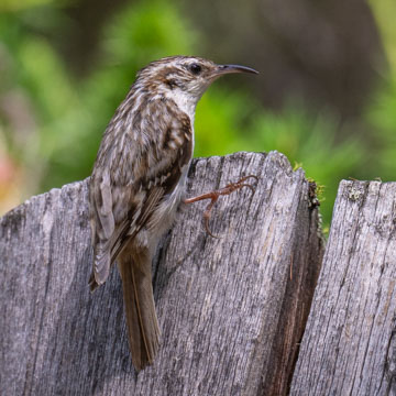 Eurasian Treecreeper