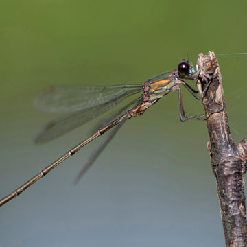 Willow Emerald Damselfly