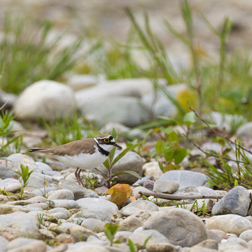 Little Ringed Plover