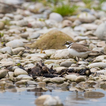 Little Ringed Plover