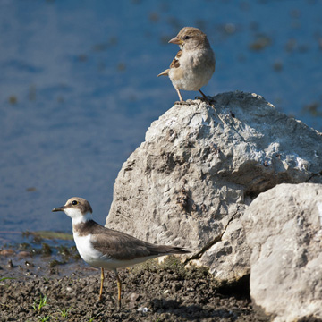 Little Ringed Plover