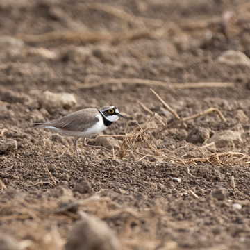 Little Ringed Plover