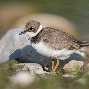 Little Ringed Plover