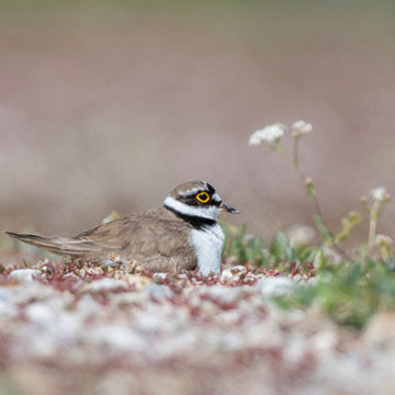 Little Ringed Plover