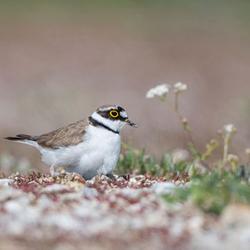Little Ringed Plover