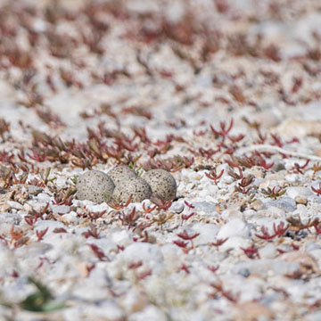 Little Ringed Plover