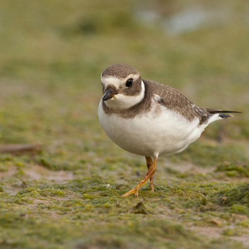 Common Ringed Plover