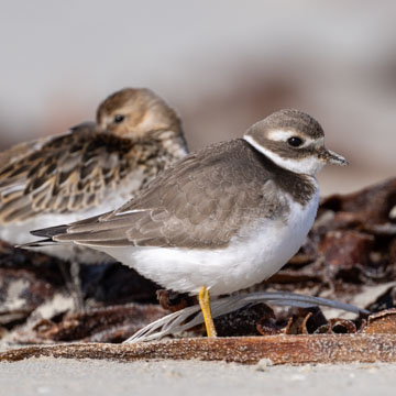Common Ringed Plover