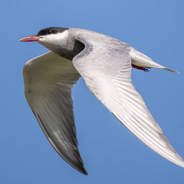 Whiskered Tern