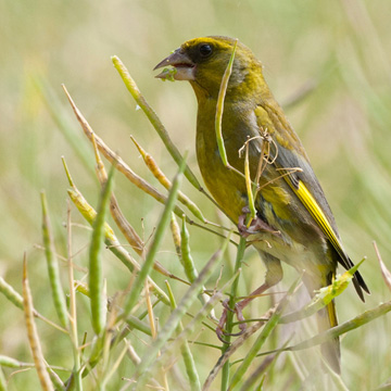 European Greenfinch