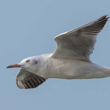 Slender-billed Gull