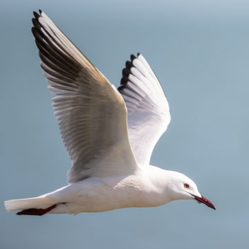 Slender-billed Gull