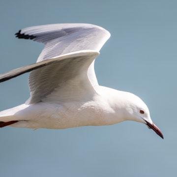 Slender-billed Gull