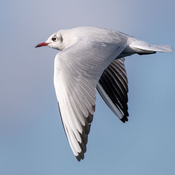 Black-headed Gull