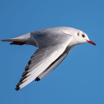 Black-headed Gull