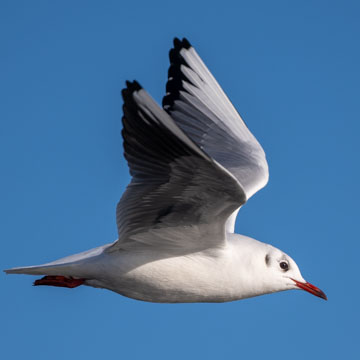 Black-headed Gull