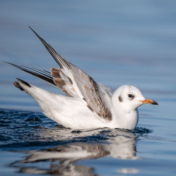 Black-headed Gull