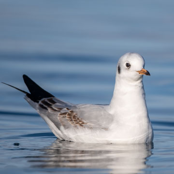 Black-headed Gull