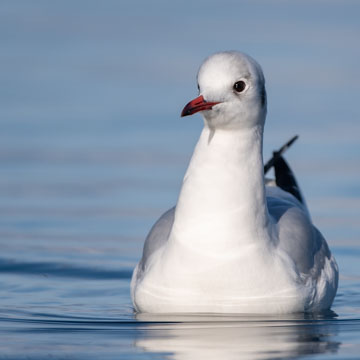 Black-headed Gull
