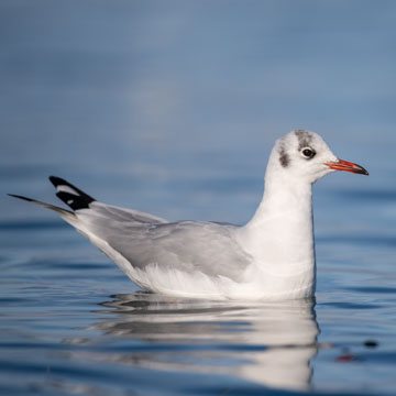 Black-headed Gull