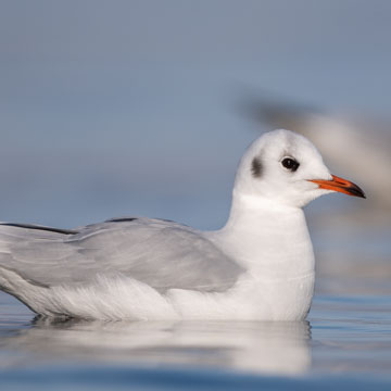 Black-headed Gull
