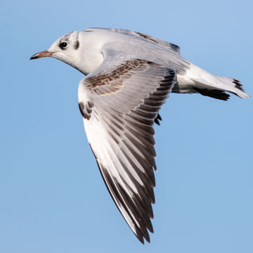 Black-headed Gull